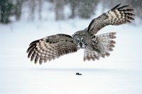 417 - GREAT GREY OWL HUNTING IN SNOW - DEVINE BOB - united kingdom <div